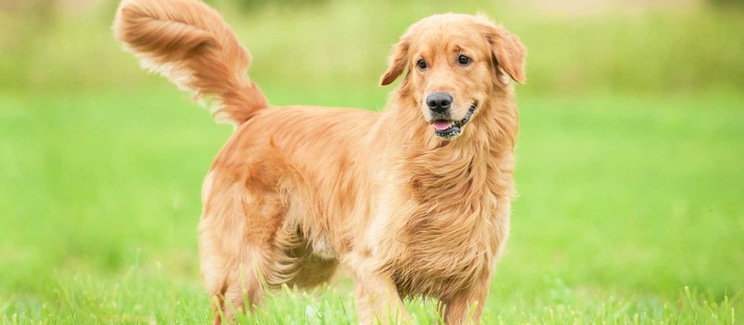 Khoa học chứng minh: Chó có khả năng phát hiện ung thư chính xác đến 97%