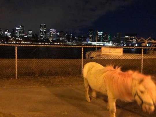 Kỳ lạ con ngựa nhỏ có bờm hồng chỉ xuất hiện ban đêm ở Canada
