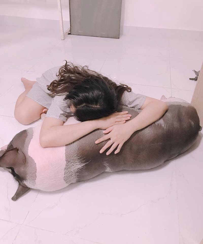 Háo hức mua heo “mini” về làm thú cưng, một năm sau cô gái “ngã ngửa” với hình dáng của con vật