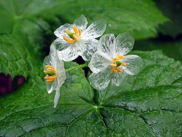 Ngỡ ngàng vẻ đẹp của loài hoa trắng chuyển sang trong suốt khi gặp mưa
