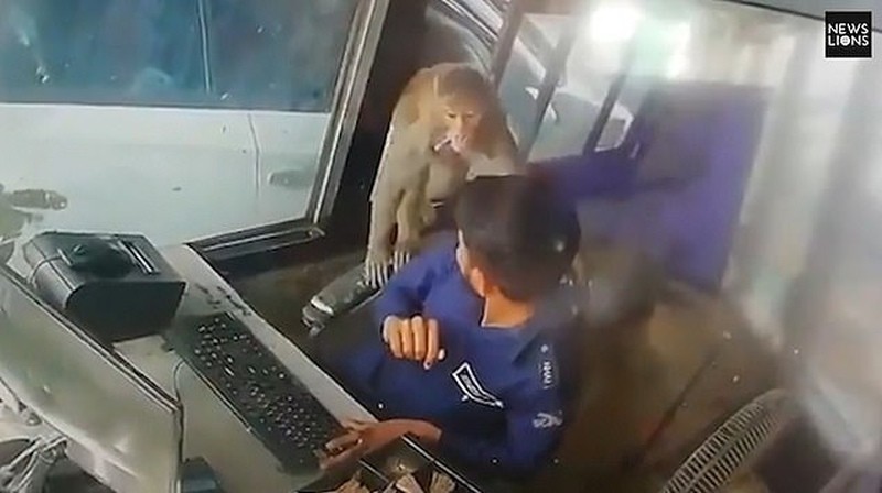 Video: Khỉ lẻn vào trạm thu phí lấy trộm tiền