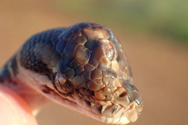 Kỳ lạ rắn 3 mắt ở Australia