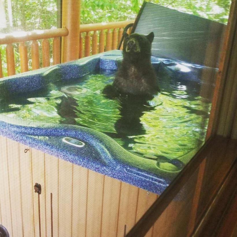 Khách du lịch tá hỏa thấy gấu đen thản nhiên... vào tắm trong bể nước nóng 