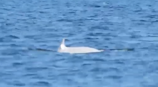 Lần đầu tiên quay được cá voi sát thủ trắng cực hiếm ở Canada