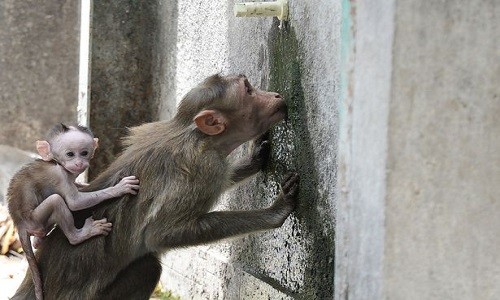Nắng nóng kéo dài khiến nguồn nước trở nên khan hiếm đối với đàn khỉ. Ảnh: AFP.