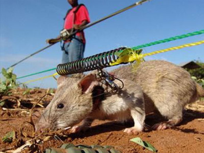 Chuột được huấn luyện để tháo gỡ bom, mìn ở Campuchia