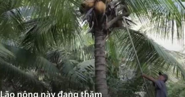 Bỏ cơm dừa khô đặt ngọn cây dừa bắt hàng chục kg chuột
