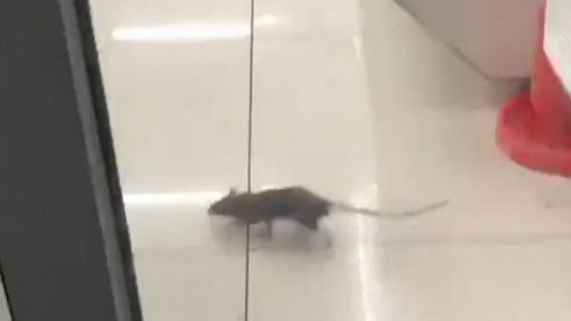 Có tới ít nhất 6 con chuột trong cửa hàng tiện lợi này.