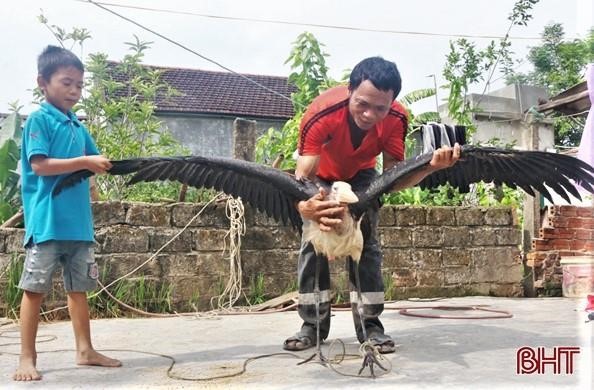 Con chim lạ có cân nặng 3,2kg, sải cánh rộng hơn 2m. Ảnh: Báo Hà Tĩnh.