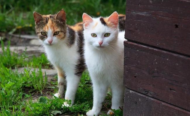 Hai con mèo của vợ chồng anh Piana đã giúp cặp đôi sống sót trong trận sạt lở đất. Ảnh minh họa.