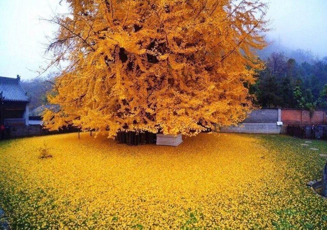 Cứ vào mùa thu, những cây ngân hạnh nghìn tuổi nghìn năm lại bắt đầu nở hoa vàng rực, thu hút du khách tới tham quan bởi những thảm lá vàng đẹp một cách vô thực!