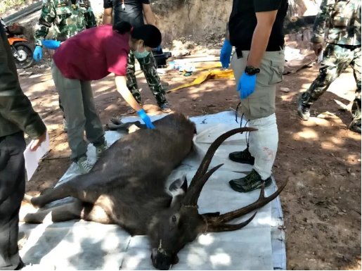 Một quan chức công viên kiểm tra con nai hoang dã được phát hiện đã chết ở Công viên quốc gia Khun Sathan trước khi nó được gửi đi khám nghiệm. Ảnh: BANGKOK POST