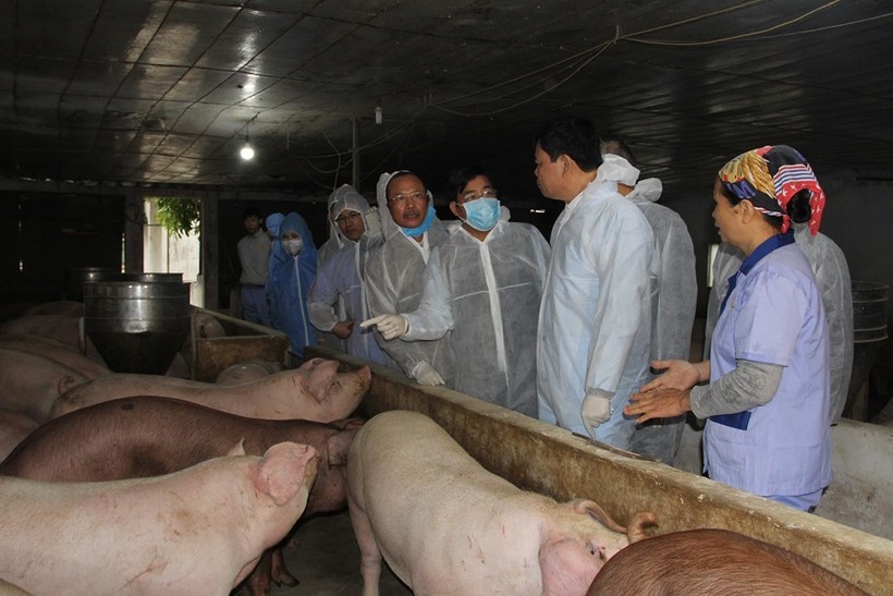 Sau 3 năm liền gặp bão dịch bệnh, bão giá, trang trại chăn nuôi của bà Thái thu hẹp dần, giờ chỉ còn nuôi hơn chục ngàn con lợn các loại.