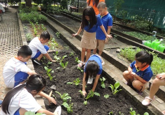 Tự trồng và chăm sóc rau trong vườn trường