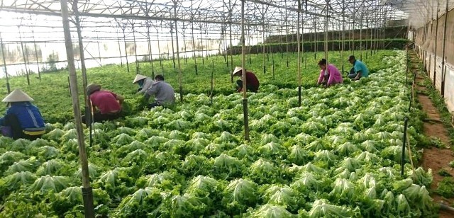 Nhiều trang trại rau ở Lâm Đồng đã bắt đầu ứng dụng công nghệ của Nhật Bản để sản xuất rau sạch