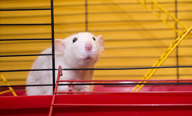 Do những tương đồng về di truyền và sinh lý với con người mà chuột thí nghiệm trở thành cốt lõi trong các nghiên cứu động vật