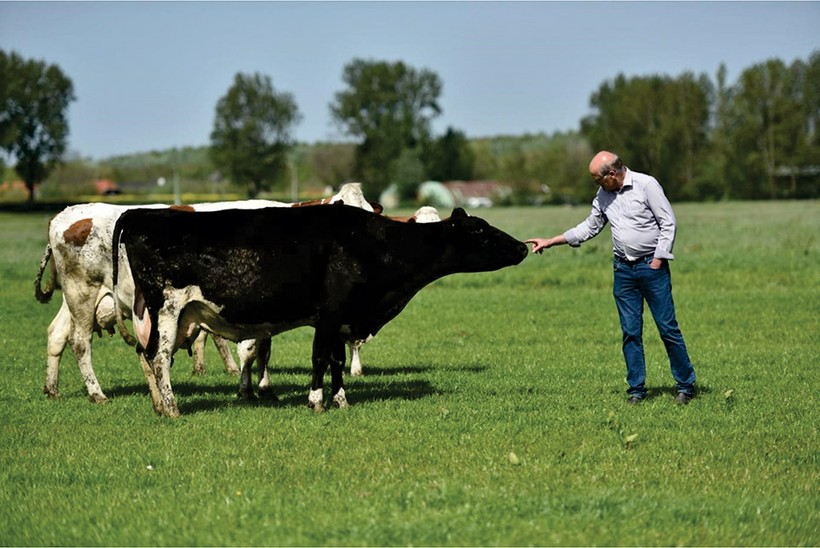 Đàn bò hữu cơ tại Hà Lan được nuôi lớn bằng thức ăn hoàn toàn tự nhiên.