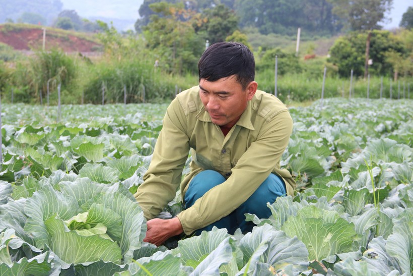 Ông Nguyễn Văn Quân đang chăm sóc 1ha rau cải bắp tại vườn.