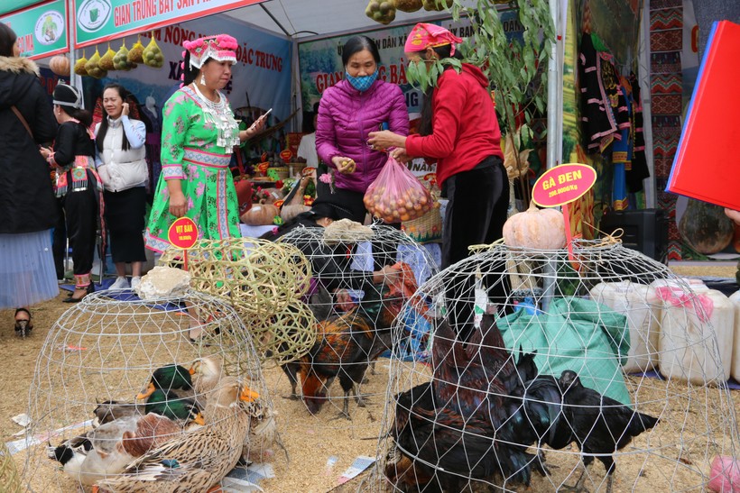 Ngoài chú trọng công tác giảm nghèo, huyện Thuận Châu còn tăng cường quảng bá hình ảnh các mặt hàng nông sản và thịt gà đen ở các hội chợ đến với người tiêu dùng.