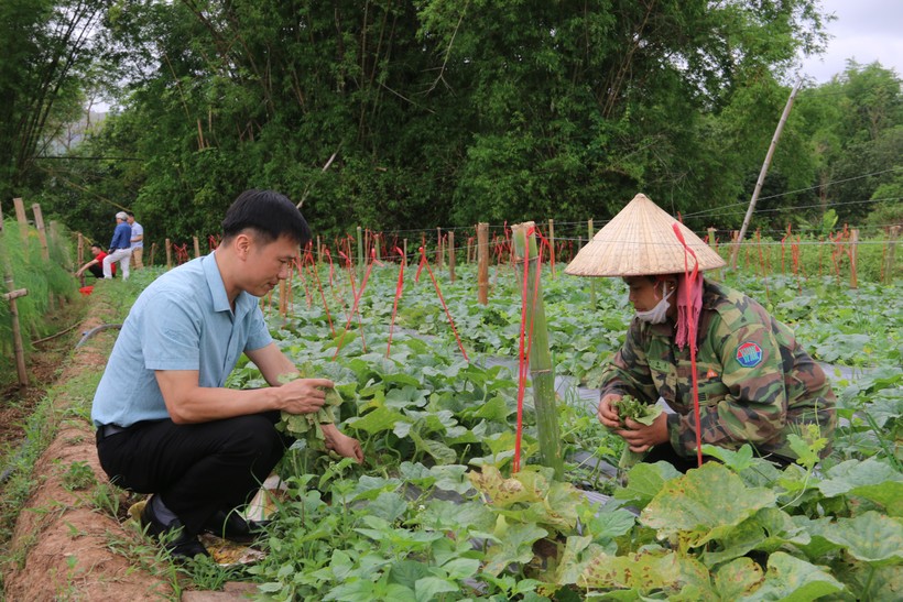 Ông Trần Sỹ Hứng, Phó Chủ tịch Ủy ban MTTQ Việt Nam huyện Yên Châu hướng dẫn người dân trồng dưa phát triển kinh tế.