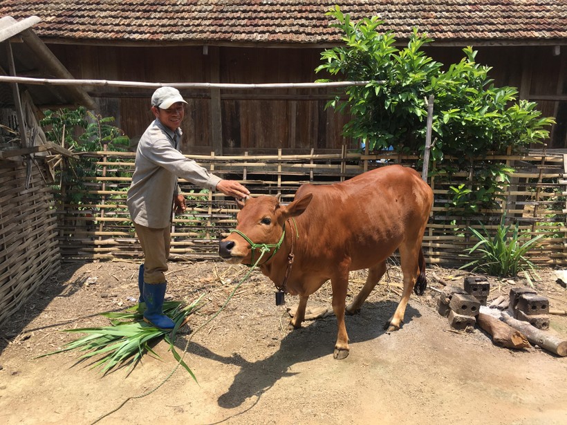 Một hộ nghèo ở xã Mường Và, huyện Sốp Cộp được Nhà nước hỗ trợ bò giống phát triển kinh tế.