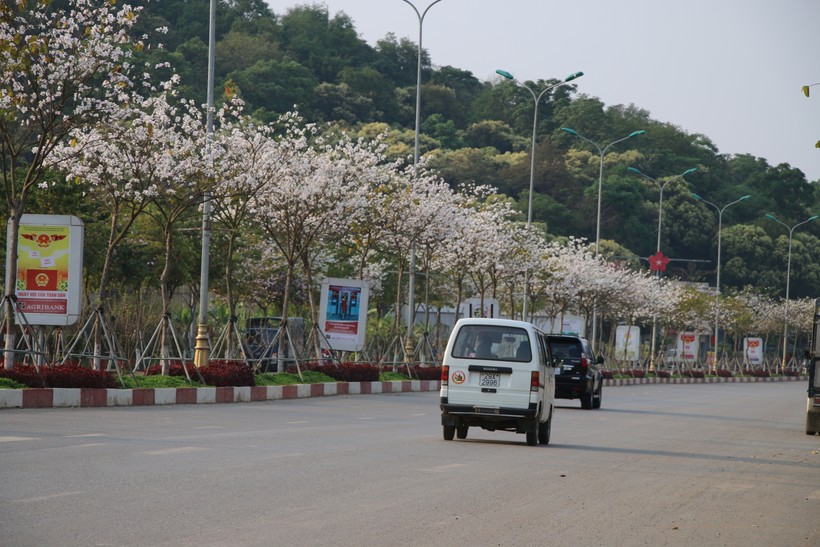 Hoa ban khoe sắc ở đầu đường đôi thành phố Sơn La.
