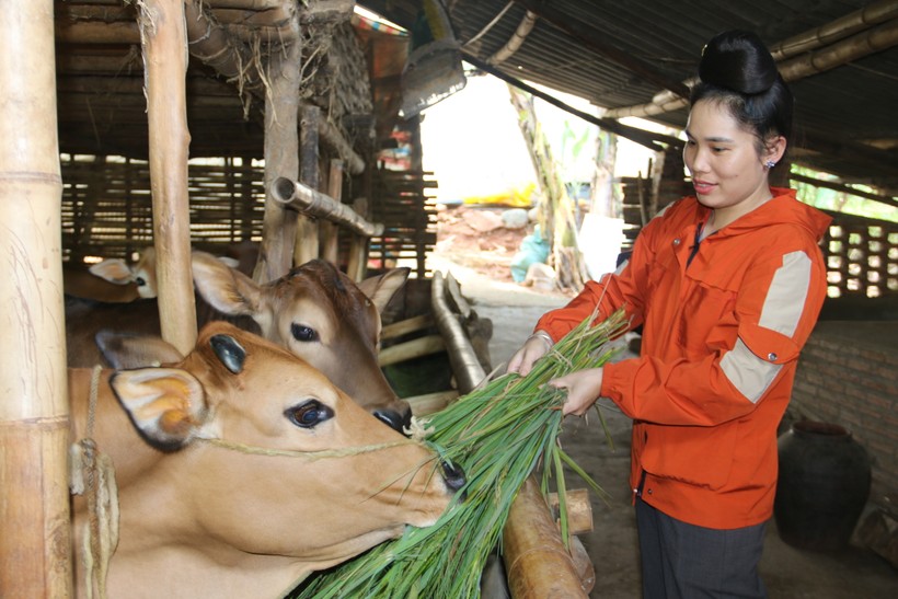 Nhờ mạnh dạn chuyển sang nuôi bò vỗ béo chị Hoa đã thoát nghèo.