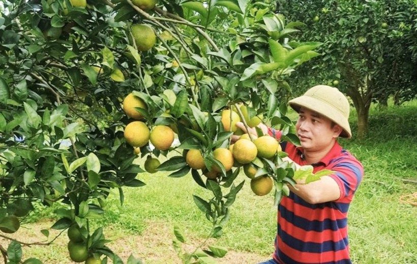 Nhiều hộ dân ở huyện Cao Phong đã thoát nghèo nhờ trồng cam.