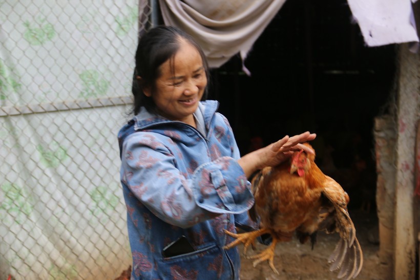 Bà Thanh vui mừng khi đàn gà phát triển tốt.