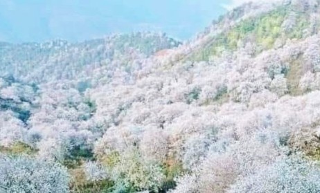  Hoa Sơn Tra nở trắng muốt trên các triền đồi.