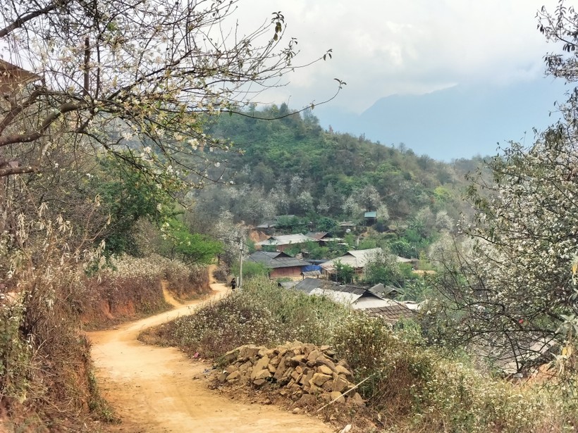 Bản làng Nậm Nghiệp nằm dưới tán cây Sơn Tra.