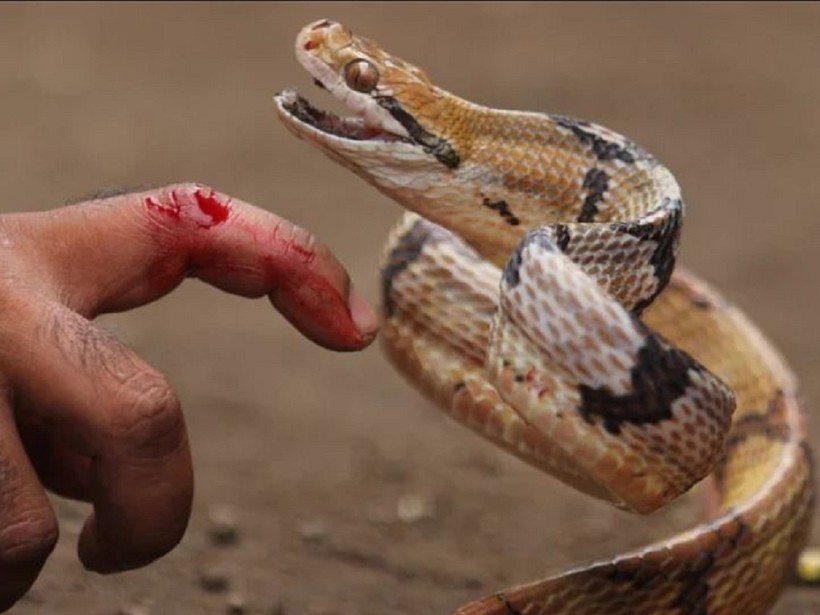 Nhiều người gặp nạn cùng thời điểm rắn độc kiếm ăn
