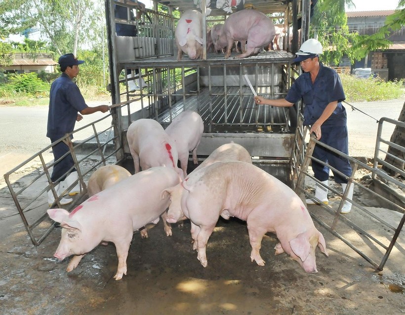  Dịch tả lợn châu Phi bùng phát gây ảnh hưởng đến sản lượng nông nghiệp Việt Nam.