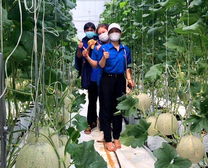 Học sinh trường THPT Vinh Lộc (huyện Phú Lộc, tỉnh Thừa Thiên - Huế) được đi thực tế tại trang trại sản xuất dưa lưới trên địa bàn.