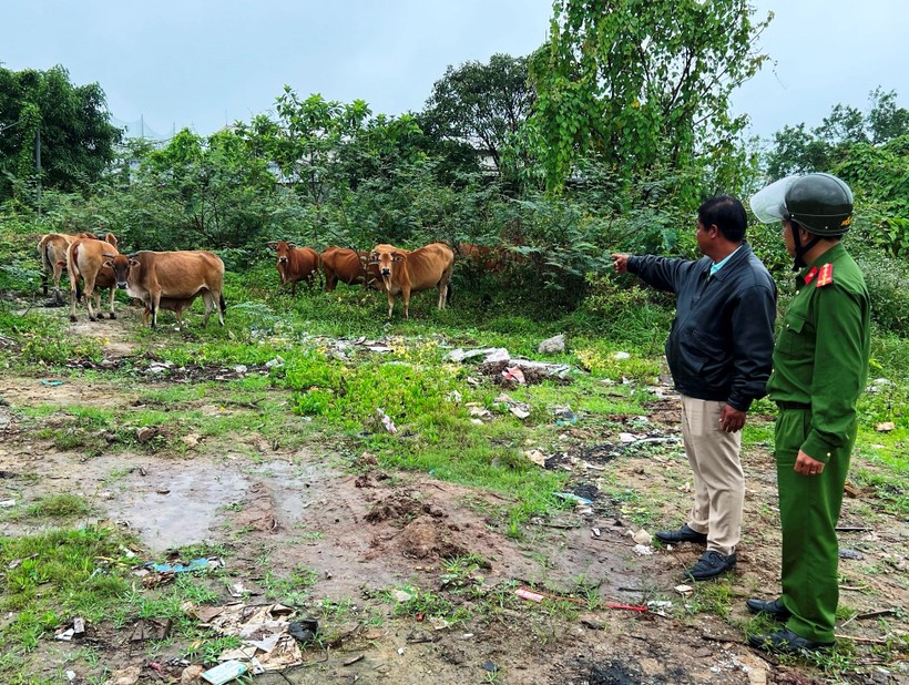 Hiện trường đàn bò được chủ quán bê thui tại Thừa Thiên Huế trộm về cất giấu. (Ảnh: CACC)
