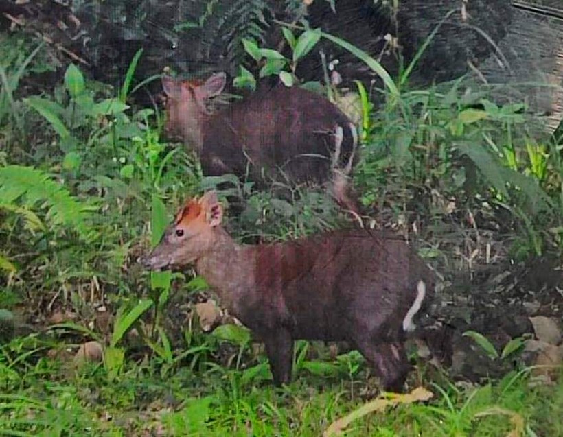 Tấm ảnh 2 cá thể Mang Trường Sơn quý hiếm gần tuyệt chủng được du khách nước ngoài chụp ảnh tại Vườn Quốc gia Bạch Mã. (Ảnh: VQGBM cung cấp)