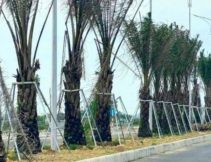 Một dự án trồng cây xanh tại tỉnh Thừa Thiên Huế. (Ảnh: V.N)