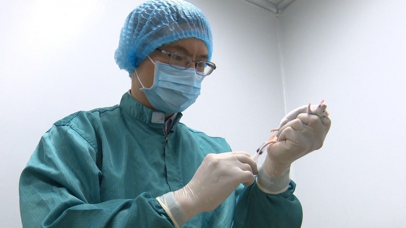Quy trình thử nghiệm vaccine COVID-19 của Việt Nam thực hiện thế nào?