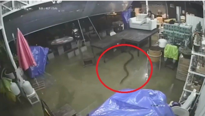 Video: Rắn hổ mang chúa theo nước lụt trườn vào nhà người dân