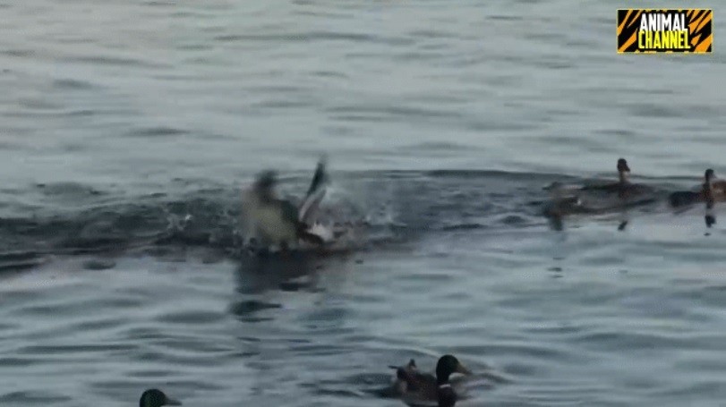 Video: Vịt mẹ tới tấp ra đòn "chí mạng" với hải âu để bảo vệ đàn con