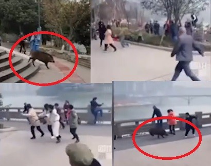 Video: Lợn rừng "điên" đại náo đường phố, người dân hoảng loạn bỏ chạy