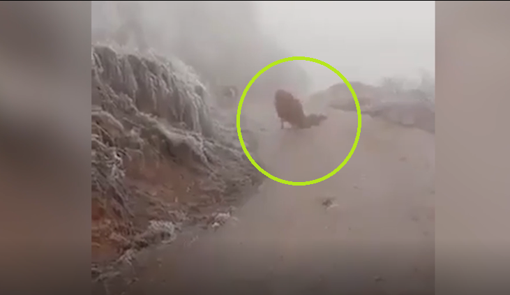 Video: Chú bò chật vật di chuyển trên đường ngập băng tuyết ở Lào Cai