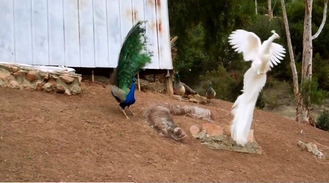 Video: Hai con chim công "so tài" tạo cảnh tượng đẹp mắt