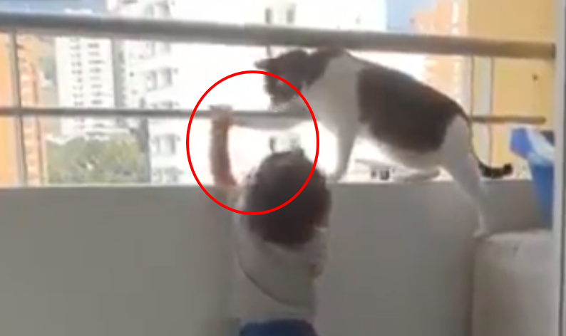 Video: Mèo con gạt tay cản bé trai định bám lan can ở chung cư cao tầng