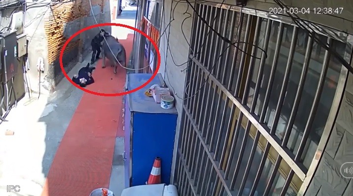 Video: Trâu bỏ chạy khỏi lò mổ, húc văng 2 người đàn ông "cản đường"
