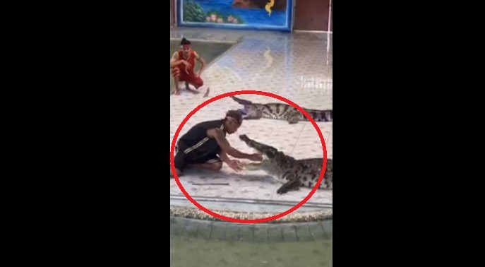 Video: Kinh hoàng cảnh cá sấu bất ngờ ngoạm tay huấn luyện viên khi đang biểu diễn