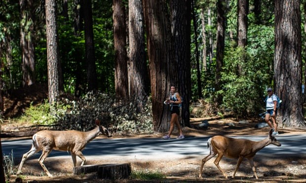 Du khách ngắm hai con hươu đi dạo trong khu cắm trại Upper Pines ở Thung lũng Yosemite tại Vườn quốc gia Yosemite, California. Ảnh: Apu Gomes/AFP/Getty Images.