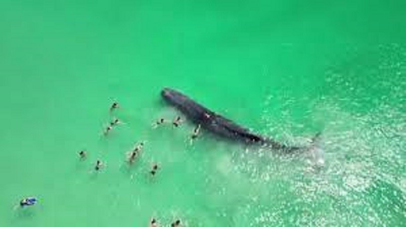 Một nhóm người bơi trêu đùa chú cá voi sau khi nó mắc cạn ở vùng nước nông gần bãi biển Port ở Perth, Australia, ngày 9/12/2023