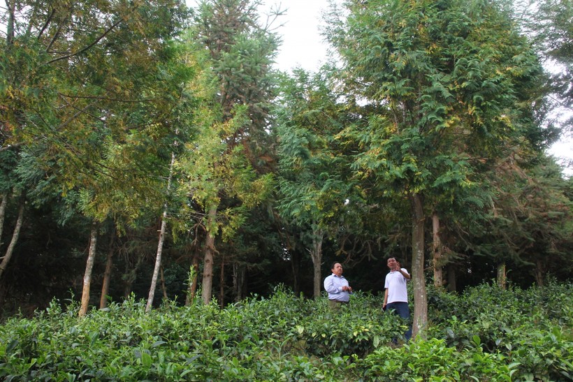 Rừng cây pơ mu của ông Vừ Vả Chống (xã Huồi Tụ, huyện Kỳ Sơn, Nghệ An)
