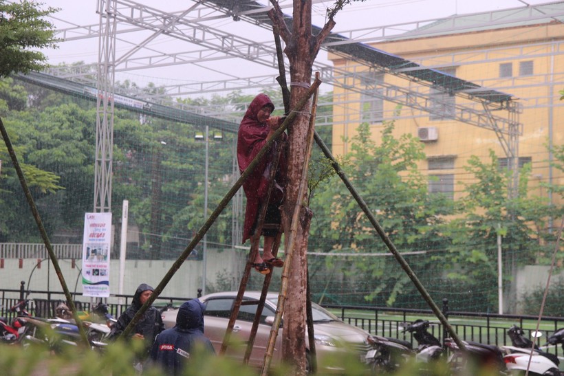 Phụ huynh Trường Tiểu học Lê Mao (TP Vinh), Nghệ An) giúp trường chằng níu bảo vệ cây xanh chống bão.